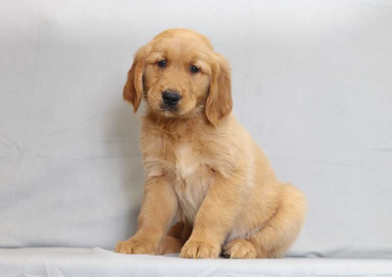 6121aa-Sammy the golden retriever-the puppy lodge