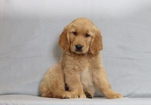 6122aaaSamson the golden retriever-the puppy lodge