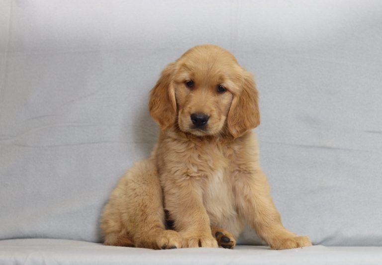 6122aaaSamson the golden retriever-the puppy lodge