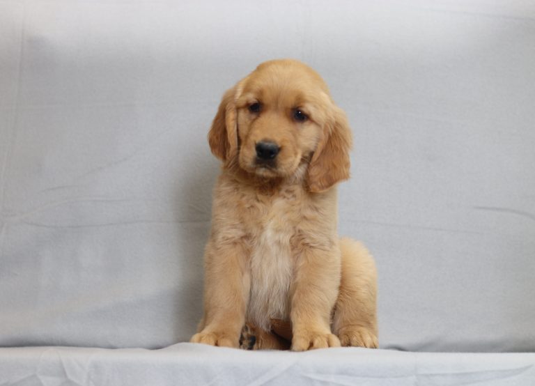 6124aa-Stella the golden-retriever-the puppy lodge