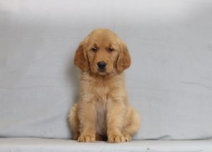 6126aaa stansie the golden retreiver-the puppy lodge