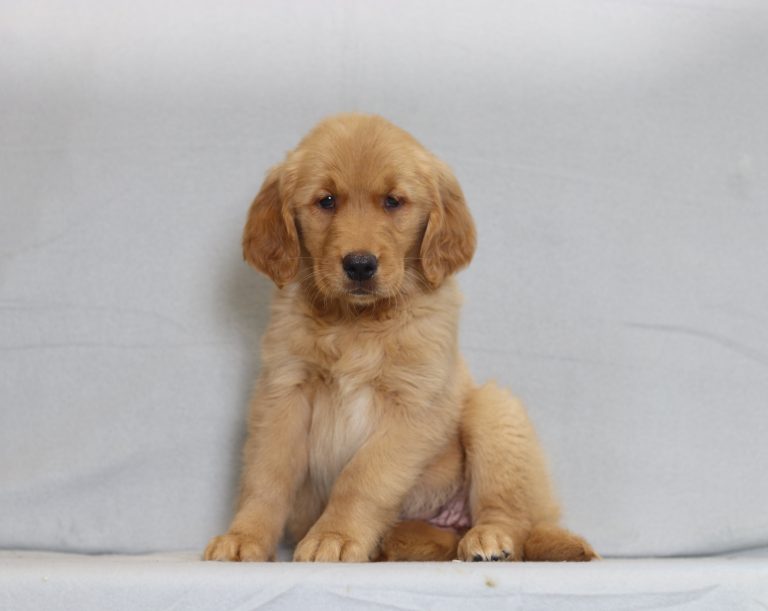 6126aaaStansie the golden retriever-the puppy lodge