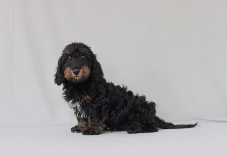 6182aaa smoky the doxypoo-the puppy lodge