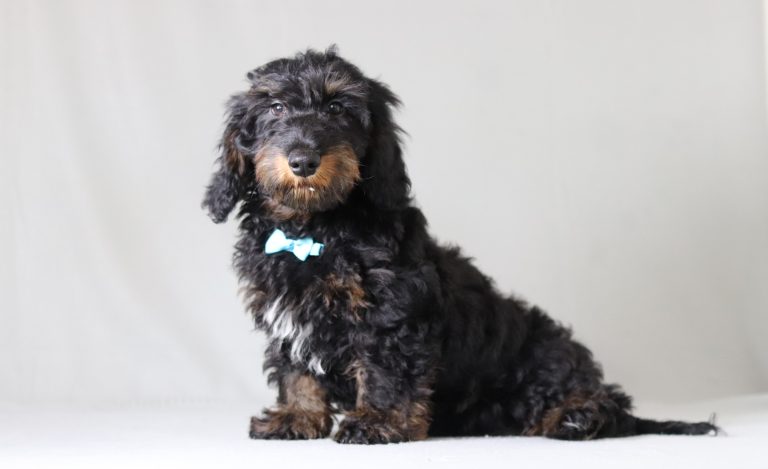 6182aaa smoky the doxypoo-the puppy lodge