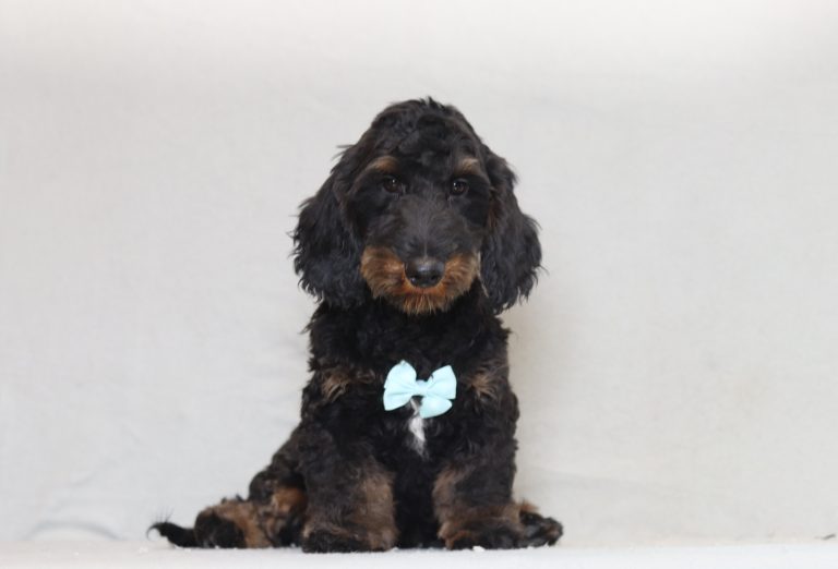 6182aaa smoky the doxypoo-the puppy lodge