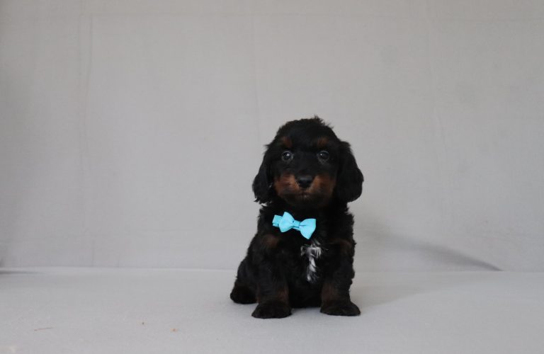 6182aaasmokey the doxypoo-the puppy lodge