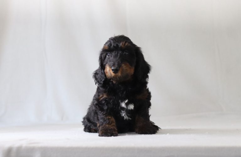 6182aa Smoky the4 doxypoo-the puppy lodge