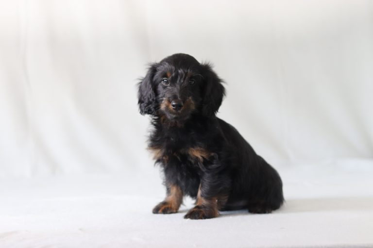 6183aaa snoopy the doxypoo-the puppy lodge
