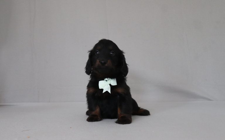 6183aa Snoopy the doxypoo-the puppy lodge