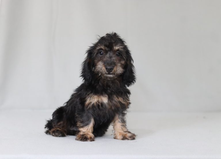 6184aaa salem the doxypoo-the puppy lodge