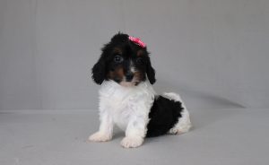 6187aaa Sassy the doxypoo-the puppy lodge