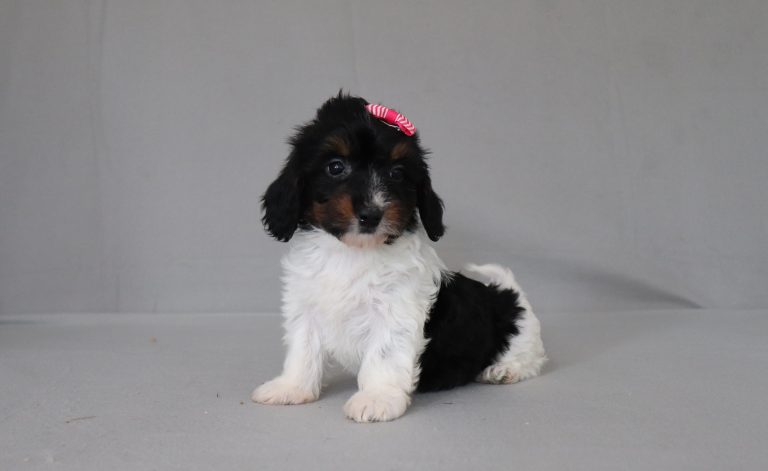 6187aaa Sassy the doxypoo-the puppy lodge