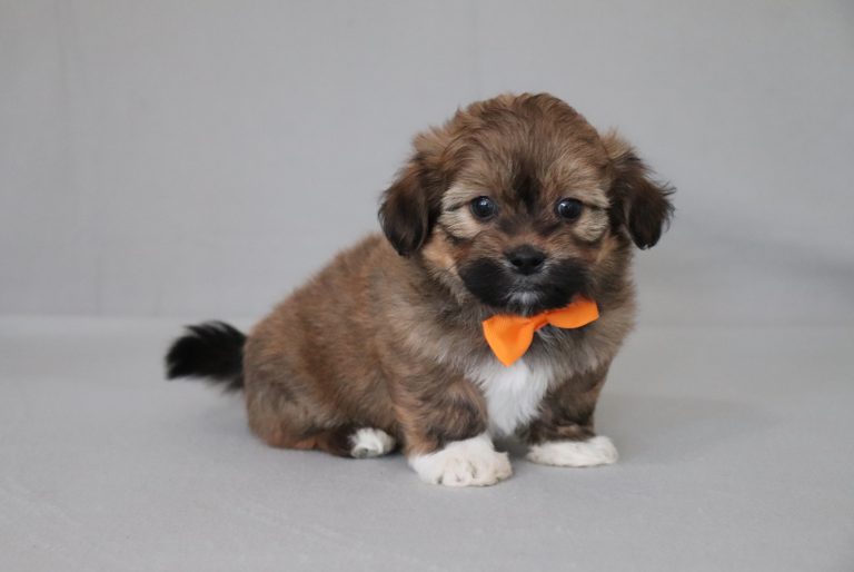 6188aaa-Roger the teddy bear-the puppy lodge