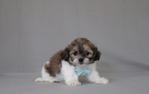 6189aaa-Ralph the teddy bear-the puppy lodge