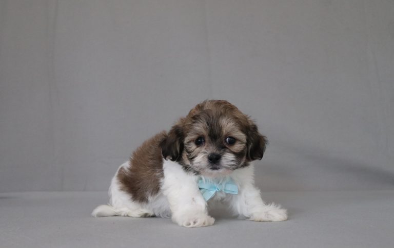 6189aaa-Ralph the teddy bear-the puppy lodge