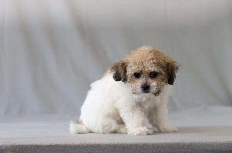 6190aaa remi the teddy bear-the puppy lodge