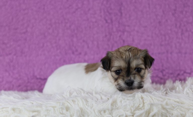 6190Remi the teddy bear-the puppy lodge