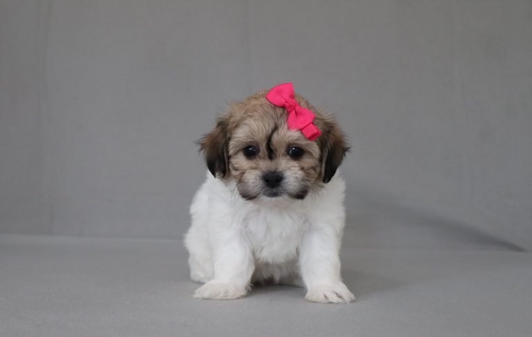 6190aaa Remi thew teddy bear-the puppy lodge
