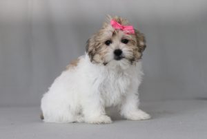 6190aaa remi the teddy bear-the puppy lodge