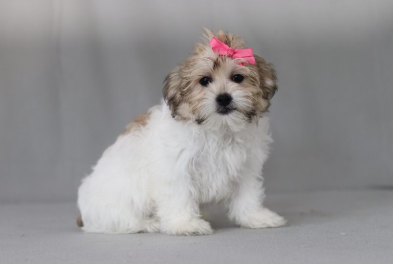 6190aaa remi the teddy bear-the puppy lodge