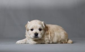 6230aa lettie the teddy bear-the puppy lodge