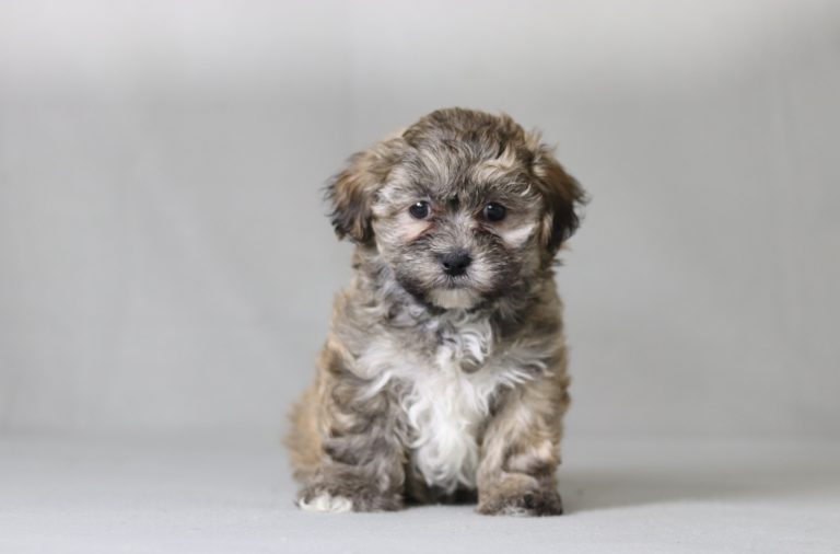 6276aaa Marcus the teddy bear-the puppy lodge
