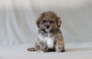 6276a-Manny the teddy bear-the puppy lodge