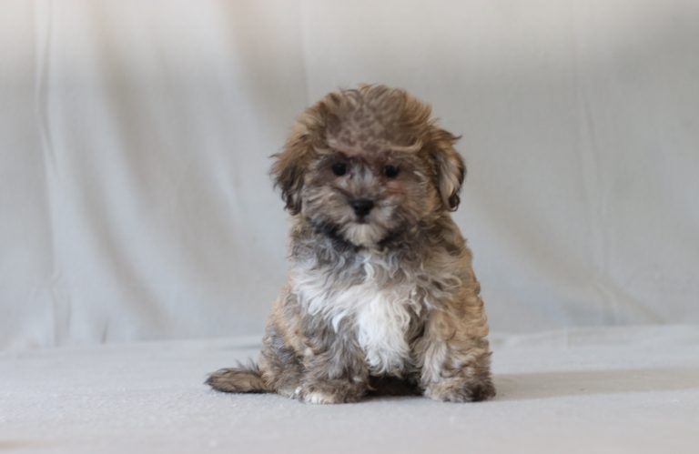 6276a-Manny the teddy bear-the puppy lodge