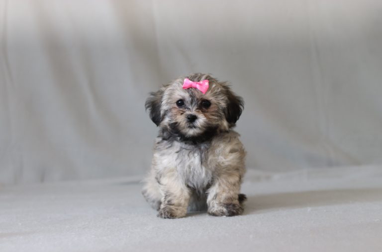 6277aaa mahala the teddy bear-the puppy lodge
