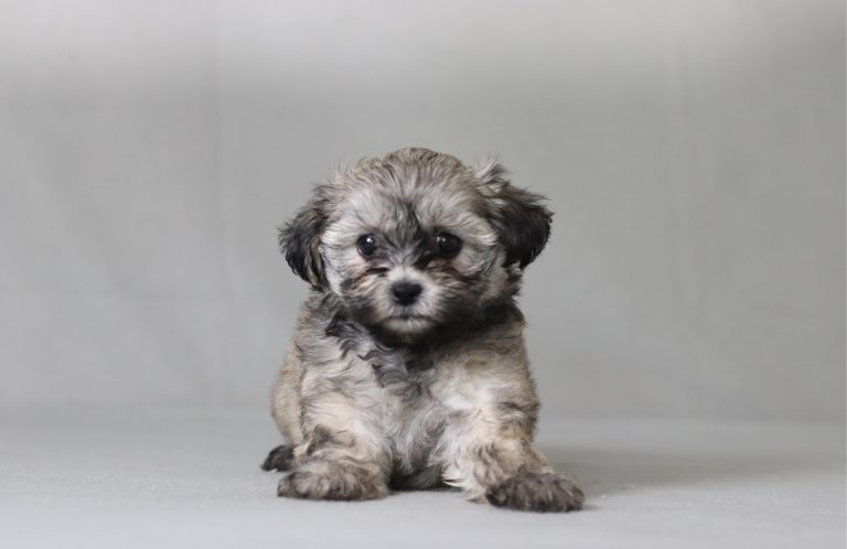 6277aaa mahala the teddy bear-the puppy lodge