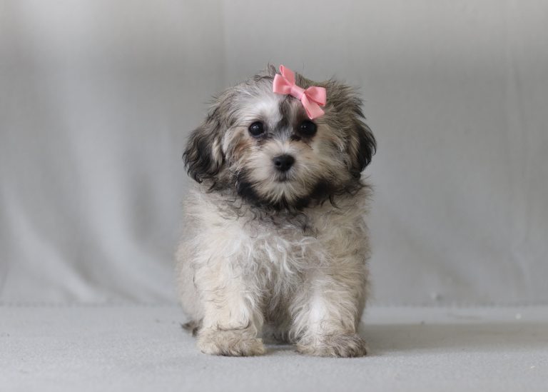 6277aaa mahala the teddy bear-the puppy lodge