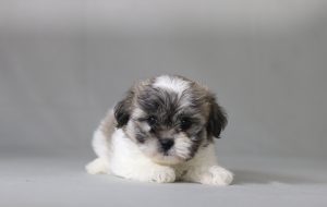 6279aaa Mindy the teddy bear-the puppy lodge