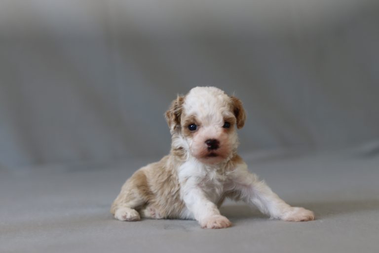 6427aaGusty the mini poodle-the puppy lodge