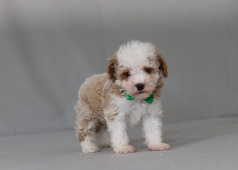 6427aaa gusty the mini poodle-the puppy lodge