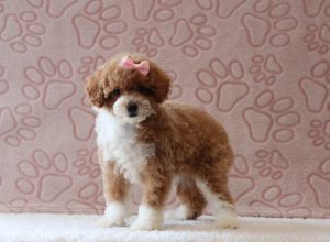 Evelyn-0140aaa-puppy-mini-poodle-Puppy Lodge