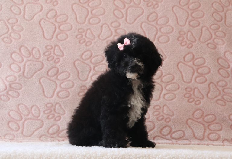 Everly-0087a-puppy-mini-poodle-Puppy-Lodge