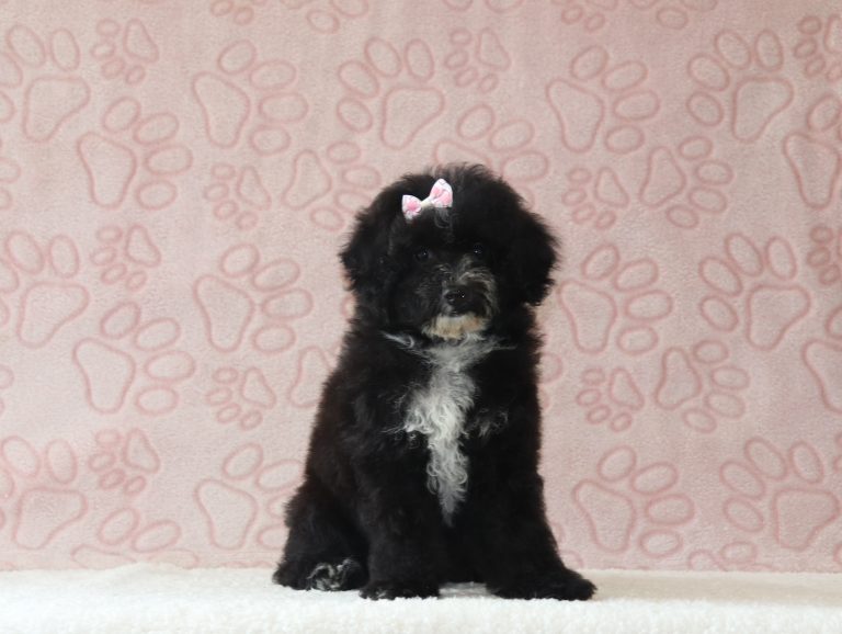 Everly-0140b-puppy-mini-poodle-Pawsome-Family-Pets