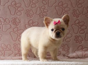 Fanny-3715aaa-puppy-fluffy-french-bulldog-Puppy-Lodge