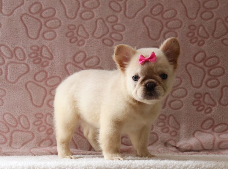 Fanny-3715aaa-puppy-fluffy-french-bulldog-Puppy-Lodge
