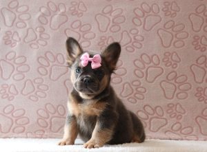 Flower-3798a-puppy-fluffy-french-bulldog-Pawsome-Family-Pets-