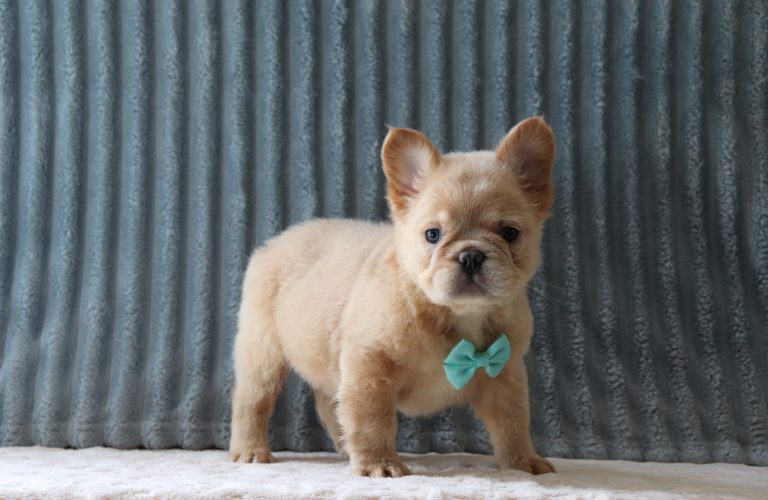 Forest-3725a-puppy-fluffy-french-bulldog-Puppy-Lodge