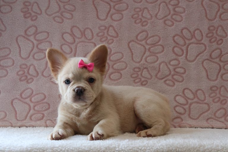 Francis-6261bb-puppy-french-bulldog-Puppy-Lodge