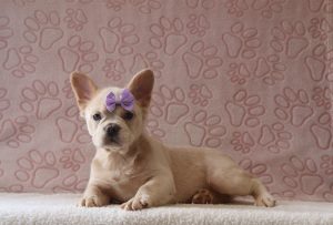 Francis-6261cc-puppy-french-bulldog-Puppy-Lodge