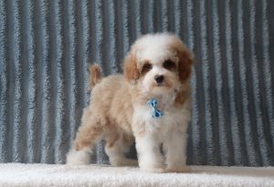 Gusty-6427aa-puppy-mini-poodle-Pawsome-Family-Pets