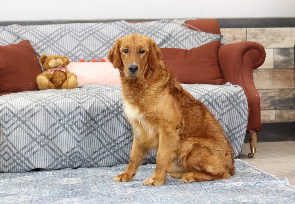 Golden retriever sitting on a blue patterned rug in a cozy living room with a teddy bear on a red plaid sofa in the background.