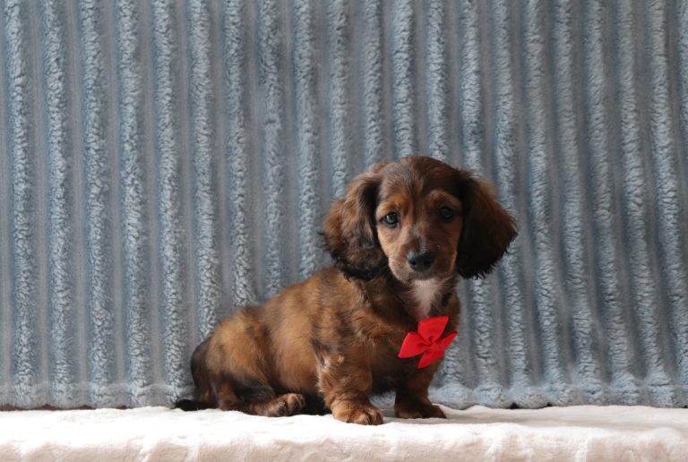 Leonard 0541a puppy mini dachshund Puppy-Lodge