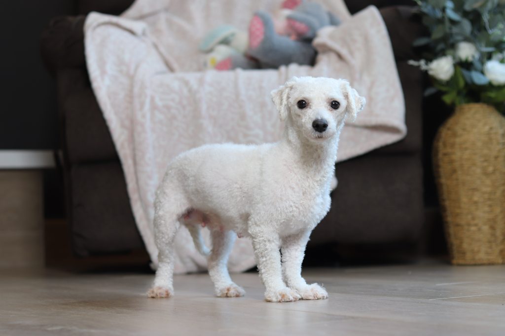 Small white fluffy dog standing indoors on a tiled floor, looking at the camera.