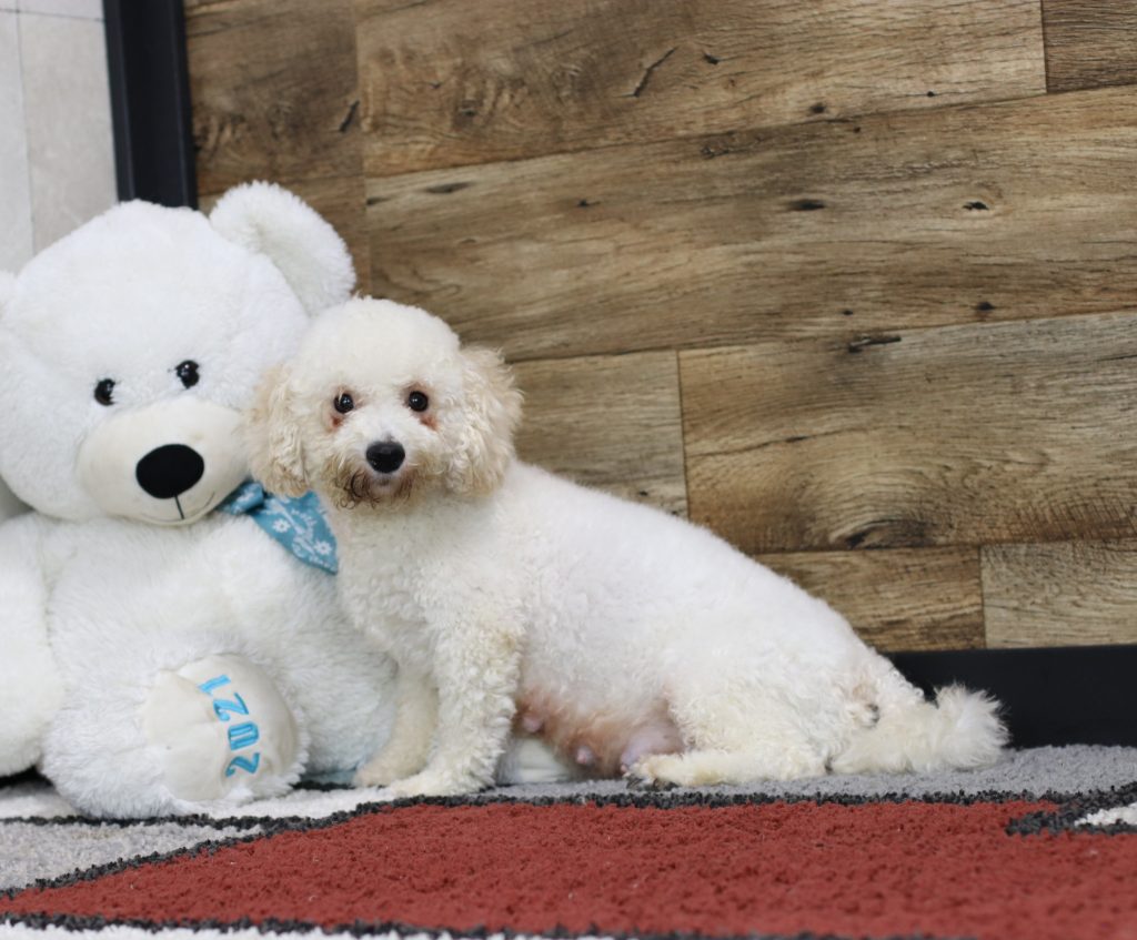 Two white fluffy dogs posing with a large white teddy bear on a red patterned rug before a wood backdrop.