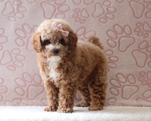 Lindsey-0729aaa-puppy-mini-poodle-Puppy-Lodge