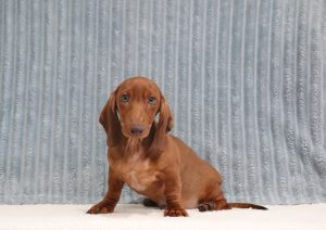 Pablo-0560a-puppy-mini-dachshund-Puppy-Lodge
